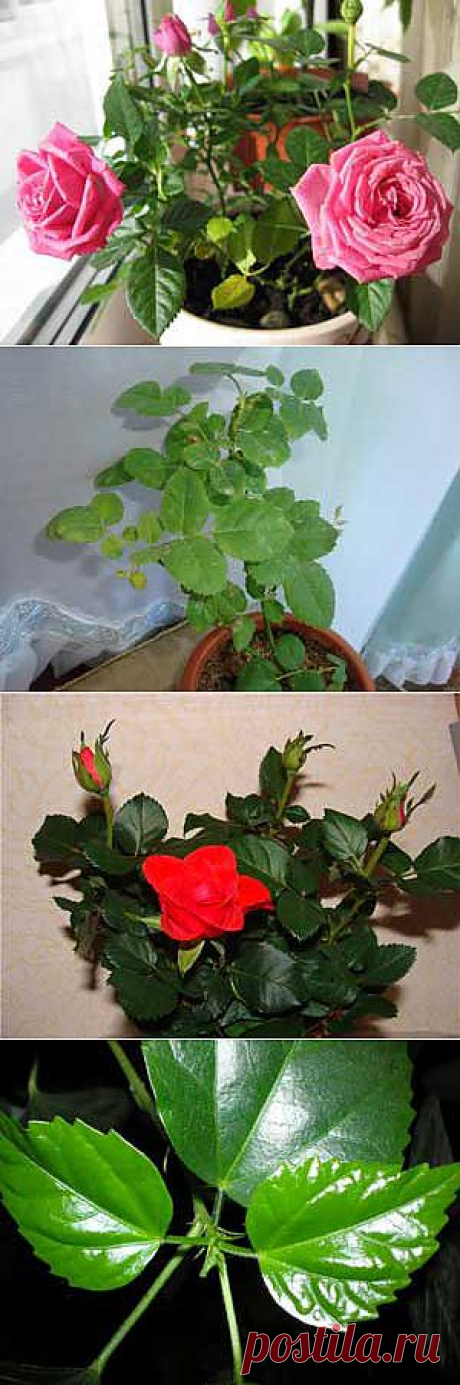 Уход за комнатной розой - Флорист-Х