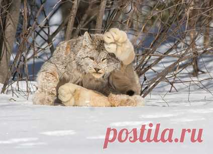 17 кошек, о существовании которых знают не все