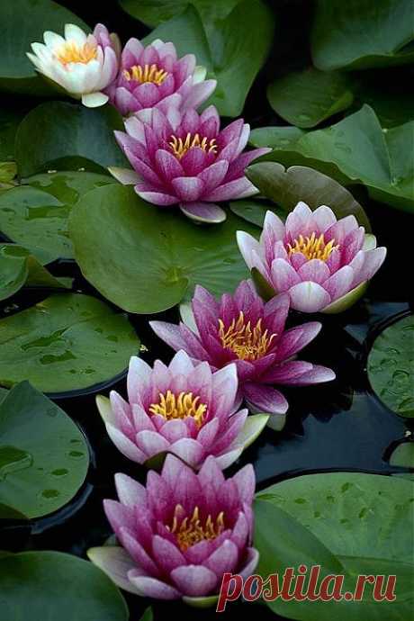 Water lilies! | all things floral