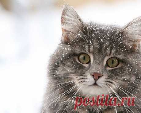 Котик