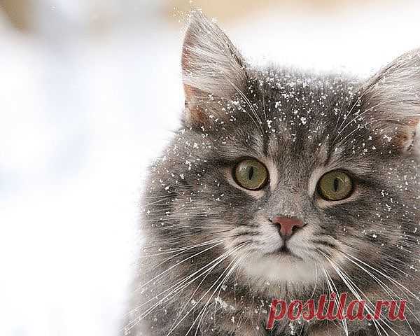 Котик