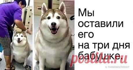 24 твита, которые доказывают, что жизнь с появлением животных меняется в лучшую сторону . Милая Я