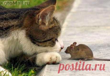 На выносливость | KotoMail.ru