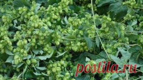 Хмель — лечебные свойства.