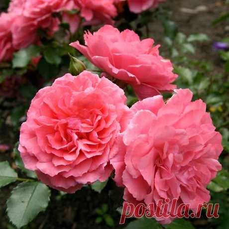 Роза плетистая Розариум Ютерсен (Rosarium Uetersen),саженцы роз купить,купить садовые розы,розы кустовые,купить розы для сада,роза плетистая,розы сорта,розы розовые,каталог роз,розы дешево,розы посадка и уход