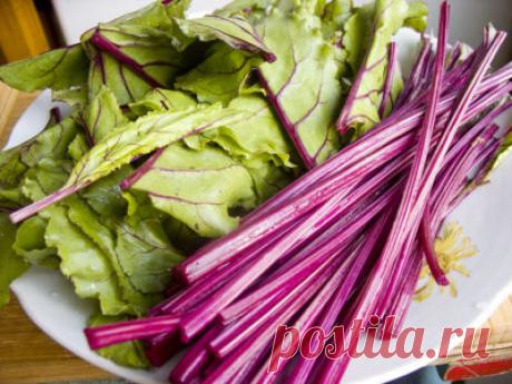 Ботва свеклы: полезные свойства и противопоказания, рецепты