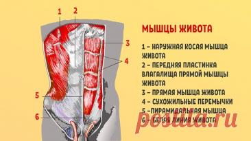 «Стабилизация поясничного отдела позвоночника — вот что вам крайне необходимо! И здоровая спина станет…» — Journal women❜s