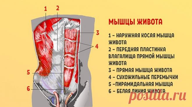 «Стабилизация поясничного отдела позвоночника — вот что вам крайне необходимо! И здоровая спина станет…» — Journal women❜s