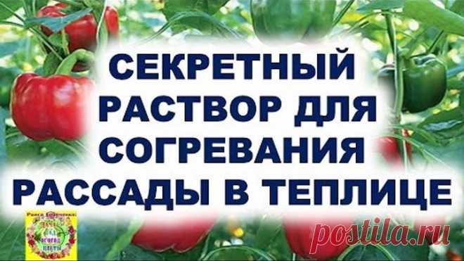 Если вдруг похолодание. Спасаем растения секретным раствором