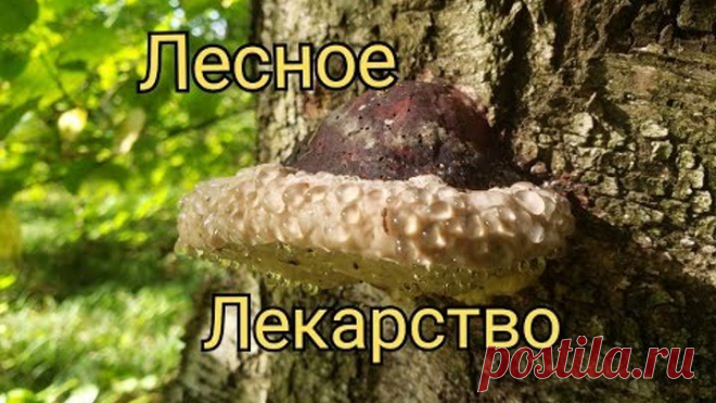 Лечимся в лесу травами! Показываю лекарственные растения и рассказываю, для чего и как их применять!