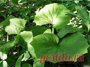 Подлечика нас Мать и мачеха!