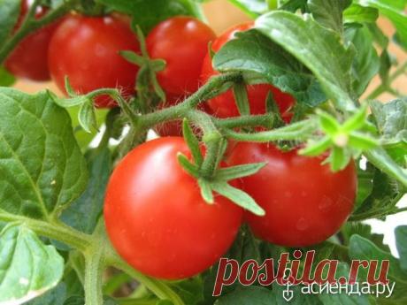 Уникальная подкормка для созревания помидоров!: Группа Практикум садовода и огородника