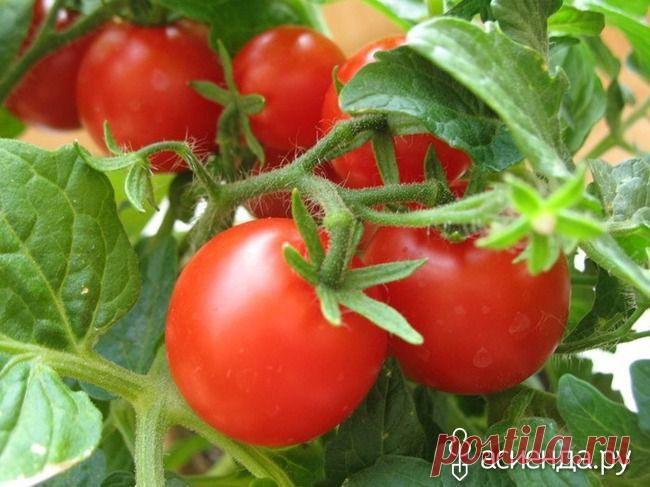 Уникальная подкормка для созревания помидоров!: Группа Практикум садовода и огородника