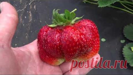 Вкуснейшая земляника Камрад -Победитель в Омске на 30.06.2019!