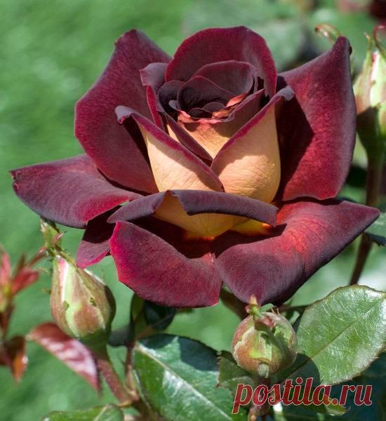 Фото Отправлена: Wed Oct 23 2013. Альбом 3D gallery - 2894 фото. Фотографии Стас Закшевский.