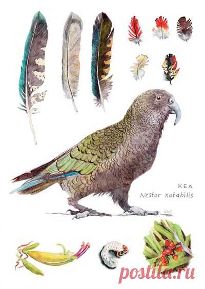 Ekara Postcard of Kea by Katherine Steeds with code 013