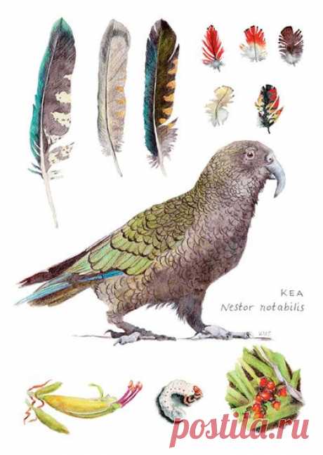 Ekara Postcard of Kea by Katherine Steeds with code 013
