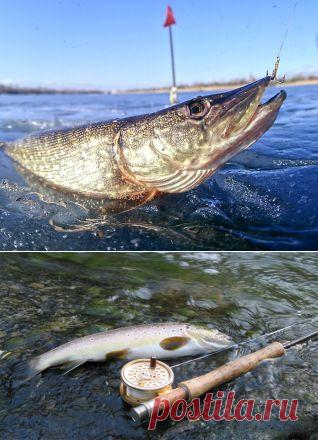 ​Майская рыбалка! прикормка, оснастка, ловля, удочка, наживка, рыболов, водоем, рыба, рыба, крючок, черви, хобби, увлечение, озеро, поездка, речка, лодка, отдых, занятие, река, страсть, снаряжение, клев, улов, увлекаться, клевать, купаться, ловить, рыбная ловля, снасть, вываживание, подсечка, добыча, леска,снасти, крючок, грузило, лов, удила