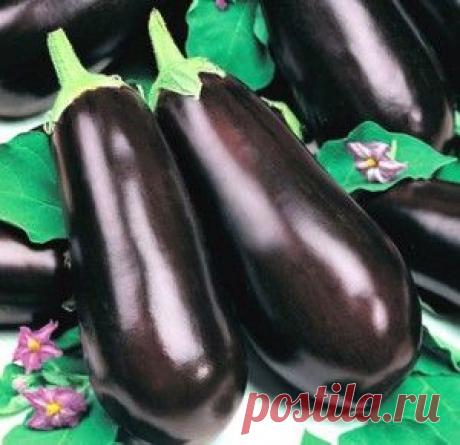 7 вкуснейших салатов на зиму из баклажан