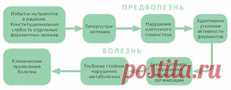 Алгоритм метаболизма
Дефицит белка = старение
Важно отметить, что организм пожилого человека очень чувствителен как к дефициту экзогенно поступающих белков, так и к их избытку