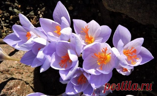 Шафран прекрасный, или Крокус прекрасный (Crocus speciosus)