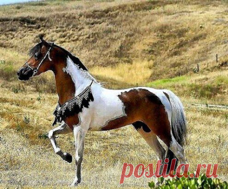(90) Одноклассники