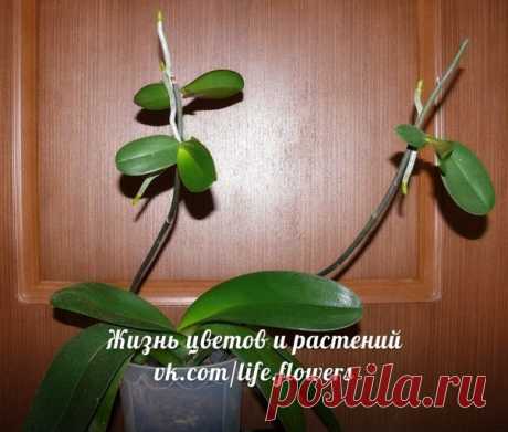 Размножение фаленопсиса детками. Инструкция.

На многих орхидеях детки появляются сами по себе: у некоторых сортов фаленопсиса перед окончанием цветения на конце цветоноса образуется пара новых листочков. Рядом вырастают небольшие корни – появляется готовая маленькая орхидея.

Такие ростки называются кейки, или детки. Чаще всего они появляются на моноподиальных орхидеях или гибридах орхидей Phalaenopsis lueddemanniana или P. equestris. На других орхидеях стимулировать появ...