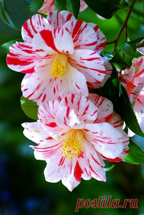 (30) Pinterest • Всемирный каталог идей