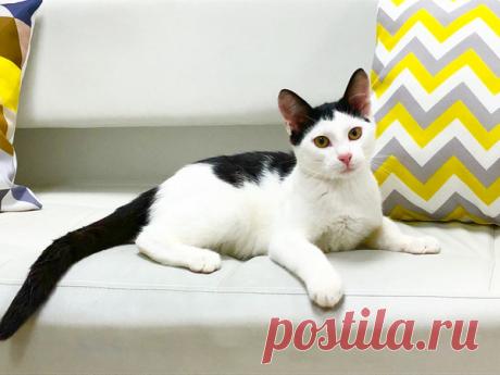 Котик-Компотик ищет дом! Москва и МО – Зоомилосердие, пользователь Natalia Chiki | Группы Мой Мир