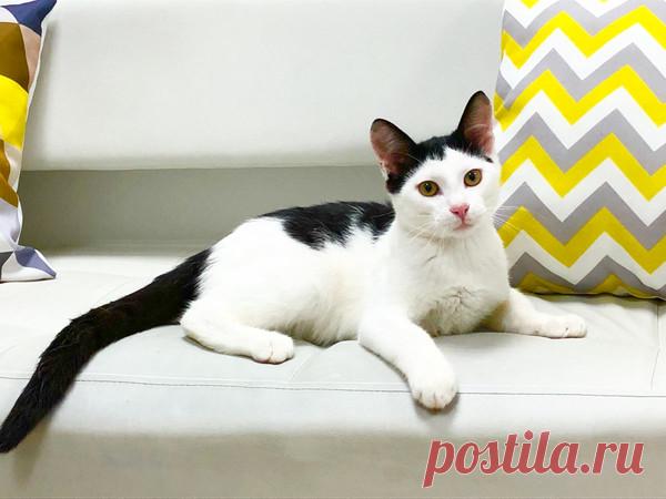 Котик-Компотик ищет дом! Москва и МО – Зоомилосердие, пользователь Natalia Chiki | Группы Мой Мир