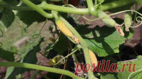 Все причины почему желтеют и опадают огуречные завязи и как это исправить Отвечает профессиональный садовод. | Сад огород лайф. (Статьи) | Дзен