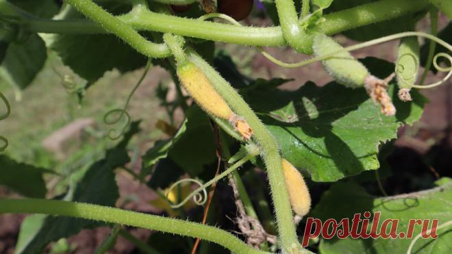 Все причины почему желтеют и опадают огуречные завязи и как это исправить Отвечает профессиональный садовод. | Сад огород лайф. (Статьи) | Дзен