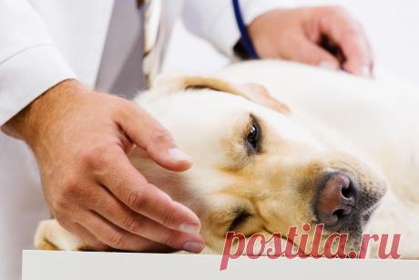 Что делать, если питомец наелся удобрений? Фото — Ботаничка