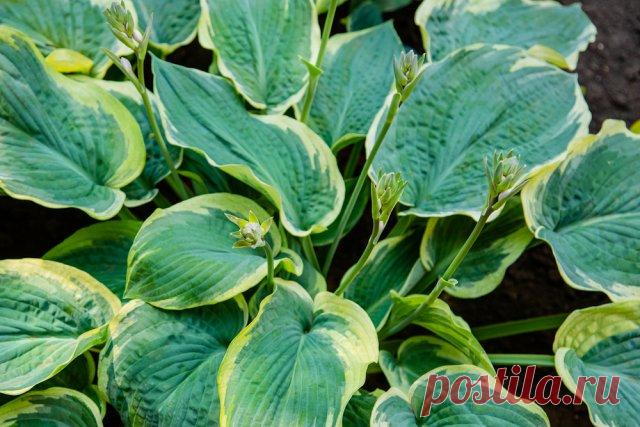 Что делать с цветами хосты – обрезать или оставить