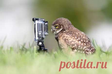 Забавные животные-фотографы