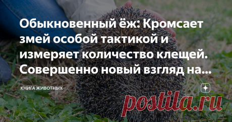 Обыкновенный ёж: Кромсает змей особой тактикой и измеряет количество клещей. Совершенно новый взгляд на привычного зверя Если составить топ брутальных животных России, в тройке лидеров, где-то после медведя и кабана, обязательно затесался бы ёж. Вижу, вас терзают смутные сомнения о неподкупности нашего рейтинга. Поверьте, такая оценка более чем заслужена. Этого парня не берут ни клыки, ни яды. От его куся может откинуться даже человек. А ещё он может бухнуть с вами пивка з...