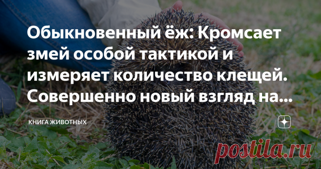 Обыкновенный ёж: Кромсает змей особой тактикой и измеряет количество клещей. Совершенно новый взгляд на привычного зверя Если составить топ брутальных животных России, в тройке лидеров, где-то после медведя и кабана, обязательно затесался бы ёж. Вижу, вас терзают смутные сомнения о неподкупности нашего рейтинга. Поверьте, такая оценка более чем заслужена. Этого парня не берут ни клыки, ни яды. От его куся может откинуться даже человек. А ещё он может бухнуть с вами пивка з...