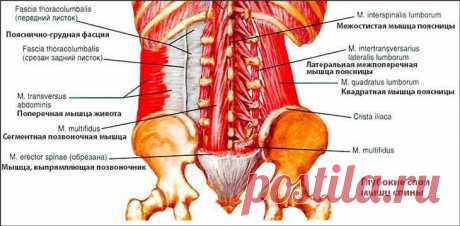 Как накачать мышцы крылья? Лайфхаки прокачки: чеклист для похудения
Привет всем любителям спорта! Разговор сегодня будет идти о мышцах спины, а конкретно о широчайших. Это те самые мышцы крылья, которые делают мужскую фигуру широкой, придавая ей V образную форму треугольника. Именно по размерам этих мышц можно понять, начинающий ли ты «качонок» или опытный культурист. Поэтому мы не будем касаться темы похудения в этой статье. […]