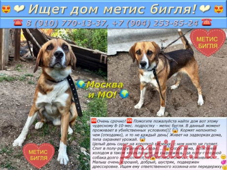 Москва и МО! ❤Ищет дом метис бигля!❤ – &quot;ЗВЕЗДЫ В ЗАЩИТУ ЖИВОТНЫХ&quot;, пользователь Людмила  Курбацкая | Группы Мой Мир