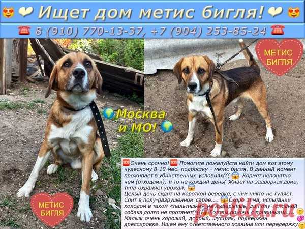 Москва и МО! ❤Ищет дом метис бигля!❤ – "ЗВЕЗДЫ В ЗАЩИТУ ЖИВОТНЫХ", пользователь Людмила  Курбацкая | Группы Мой Мир