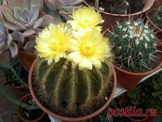 КАКТУСИСТЫ и ЛЮБИТЕЛИ ДРУГИХ СУККУЛЕНТОВ
марина комарова