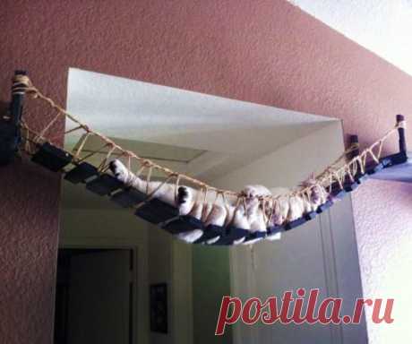 Bridge the gap for your cat. -