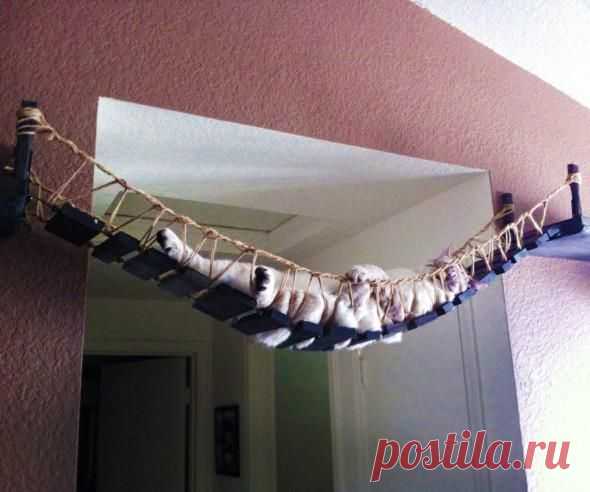 Bridge the gap for your cat. -