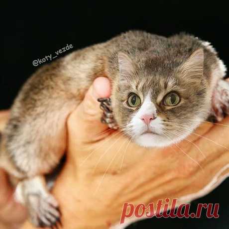 Platypus @veilchen_234 ❤️
My dream is to visit Australia. By the way, Australian guys!  How are you?  In Russia, in the news, they don’t say at all how your situation is.
.
My merch - @kotomerch
.
#кот #котик #коты #cat #cats #catsofinstagram #catsagram  #Photoshop #meme #memes #catmeme #funnycats #humor #юмор #humor #cats_of_instagram #catsofworld #catlover 
#animal #animals #猫 #lol
#Австралия #утконос #Australian #Australia #pussy #platypus
. 
You can support me by buyin...