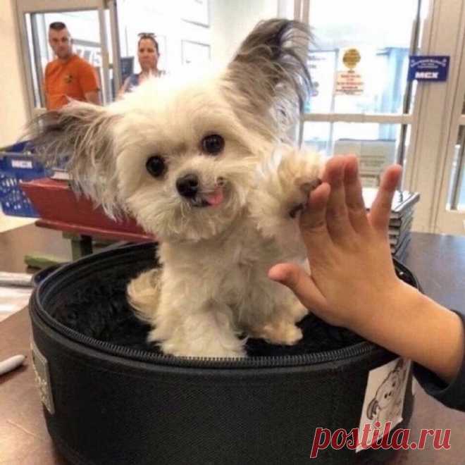 20 собачек не больше ладошки, которые уже с легкостью завоевывают сердца людей