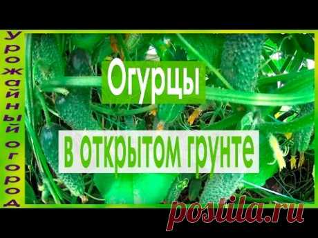 ОГУРЦЫ В ОТКРЫТОМ ГРУНТЕ!ОБИЛЬНЫЙ УРОЖАЙ!СОВЕТЫ ПО УХОДУ!