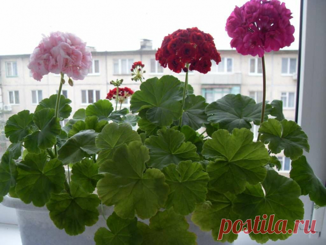 2 обязательные подкормки для герани весной 👀 Делаю каждый год и любуюсь | Секреты сада и дачи | Яндекс Дзен