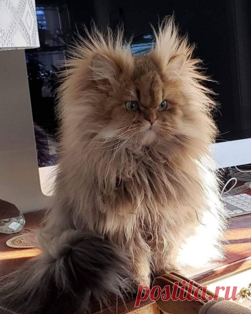 Ушастое⁠⁠ in 2025 | Gorgeous cats, Cat breeds, Funny cats