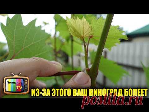 ИЗ-ЗА ЭТОГО ВАШ ВИНОГРАД БОЛЕЕТ И НЕ ДАЁТ УРОЖАЙ СРОЧНО ПРИНИМАЙТЕ МЕРЫ
