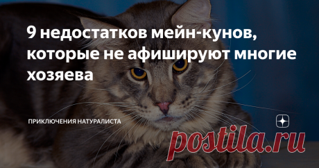 9 недостатков мейн-кунов, которые не афишируют многие хозяева Красавцы с кисточками на ушах пришли к человеку прямиком из дикой природы, прихватив с собой максимум знаний и навыков. И это — совсем не те привычки, что свойственны рядовым котофеям. Мейн-кун даже умывается на свой манер! Достоинств у кунов пруд пруди, но мелкие недостатки всё же имеются. 9. Акселераты-переростки Куны всегда остаются котятами: долго взрослеют, а к половой зрелости ползут со скоростью улитки. Т...